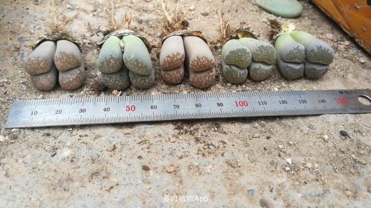 色狼深夜强奸室友女友 对方误认是男友未反抗“kaiyun开云网页版”(图3) kaiyun开云网页版