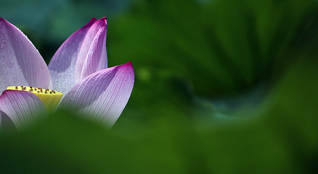 kaiyun网页登录入口_清塘镇第十四届党员代表大会第四次全体会议取得圆满成功