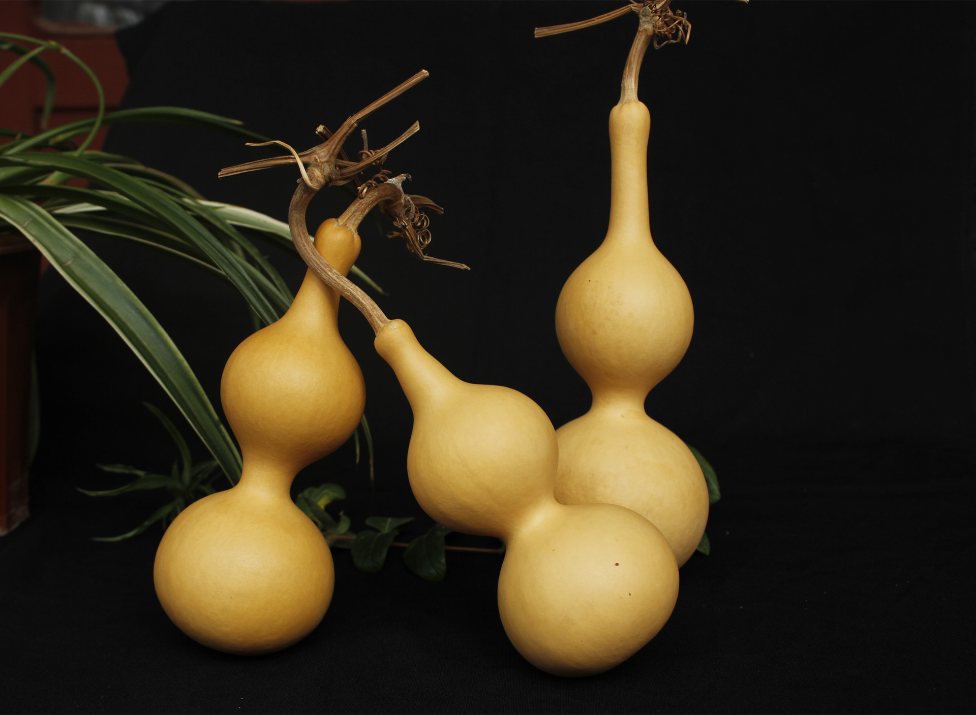 白云山和黄全国首届中药基因与健康用药公众论坛_kaiyun开云官方在线登录