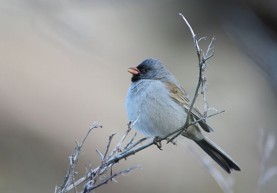 供应过剩，新西兰原木在中国的价格大幅下跌：kaiyun开云网页版