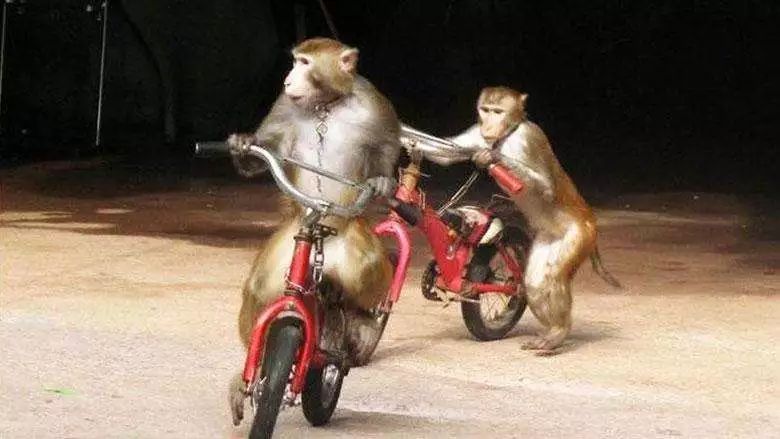 县司法局开展全面从严治警“五查五整顿”专项行动工作动员会‘kaiyun开云官方在线登录’