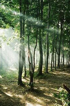 kaiyun网页登录入口_9月调查:欧洲材表现平稳,白蜡供不应求