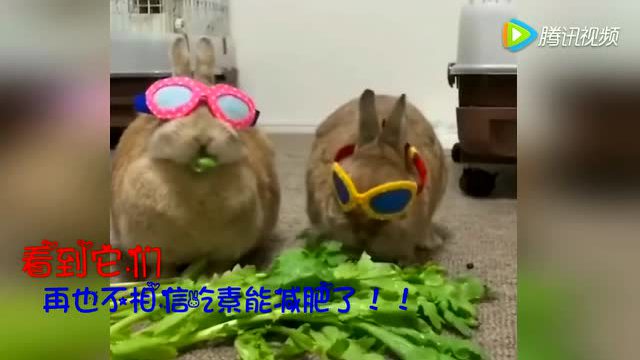 一周红木行情评析：微凹黄檀、交趾黄檀有价无市（6.10-16日）|kaiyun开云官方在线登录