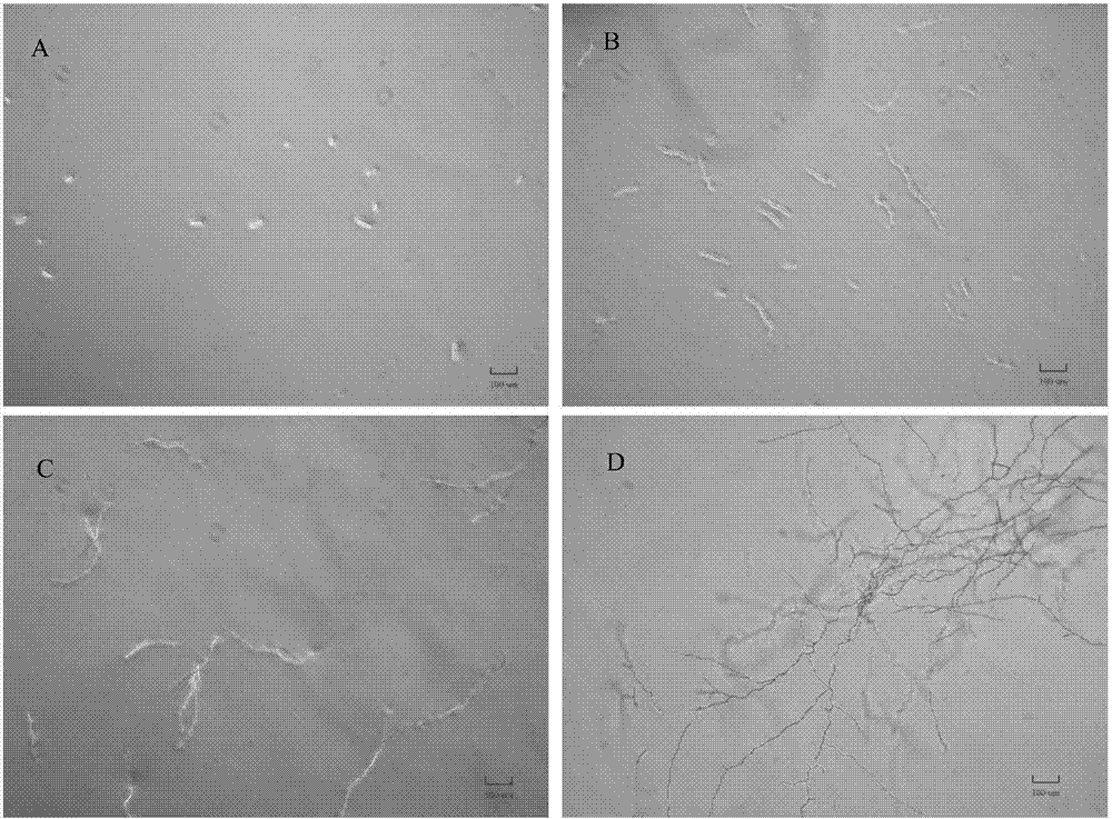 kaiyun网页登录入口-大豆异黄酮维E软胶囊 最佳营养补充剂搭档