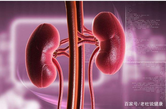 贞美酵素魔芋辅餐粉 排毒养颜“kaiyun开云官方在线登录”