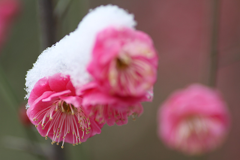 【kaiyun开云网页版】全球针叶材行业复苏明显