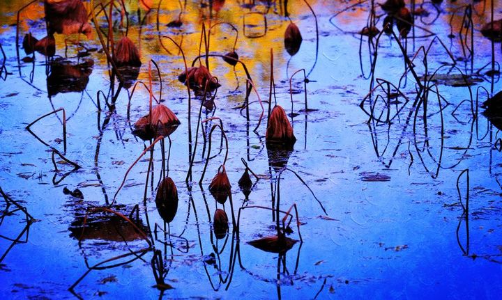 ‘kaiyun开云网页版’刺猬紫檀价格调整趋势还在延续